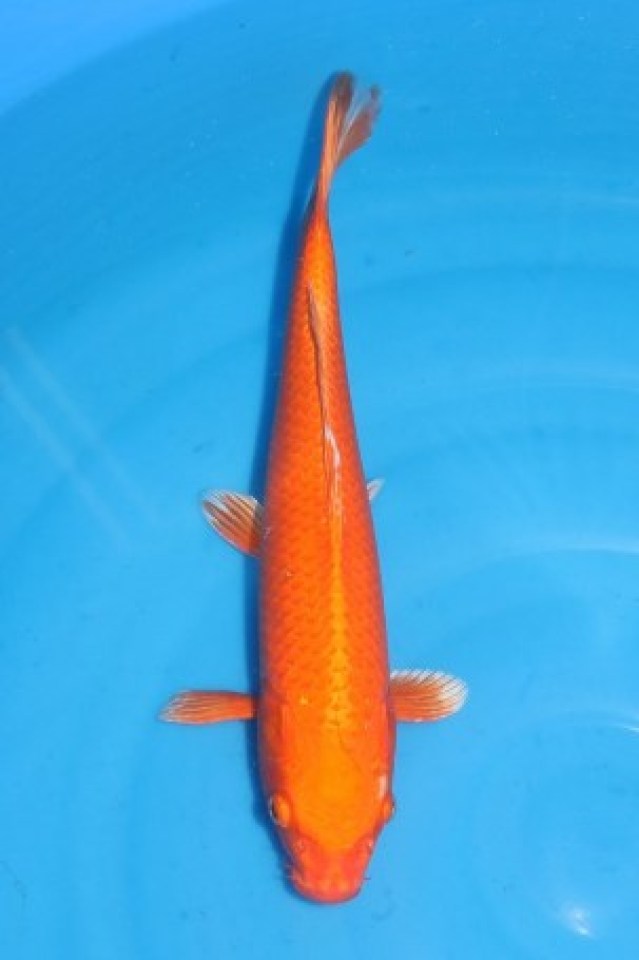 kat-Red Ogon